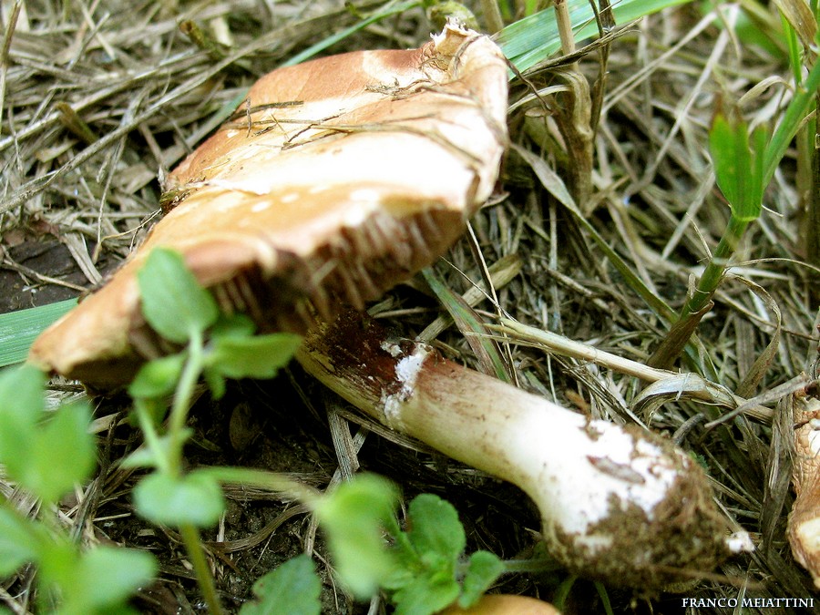 Escursione in un giardino di citt